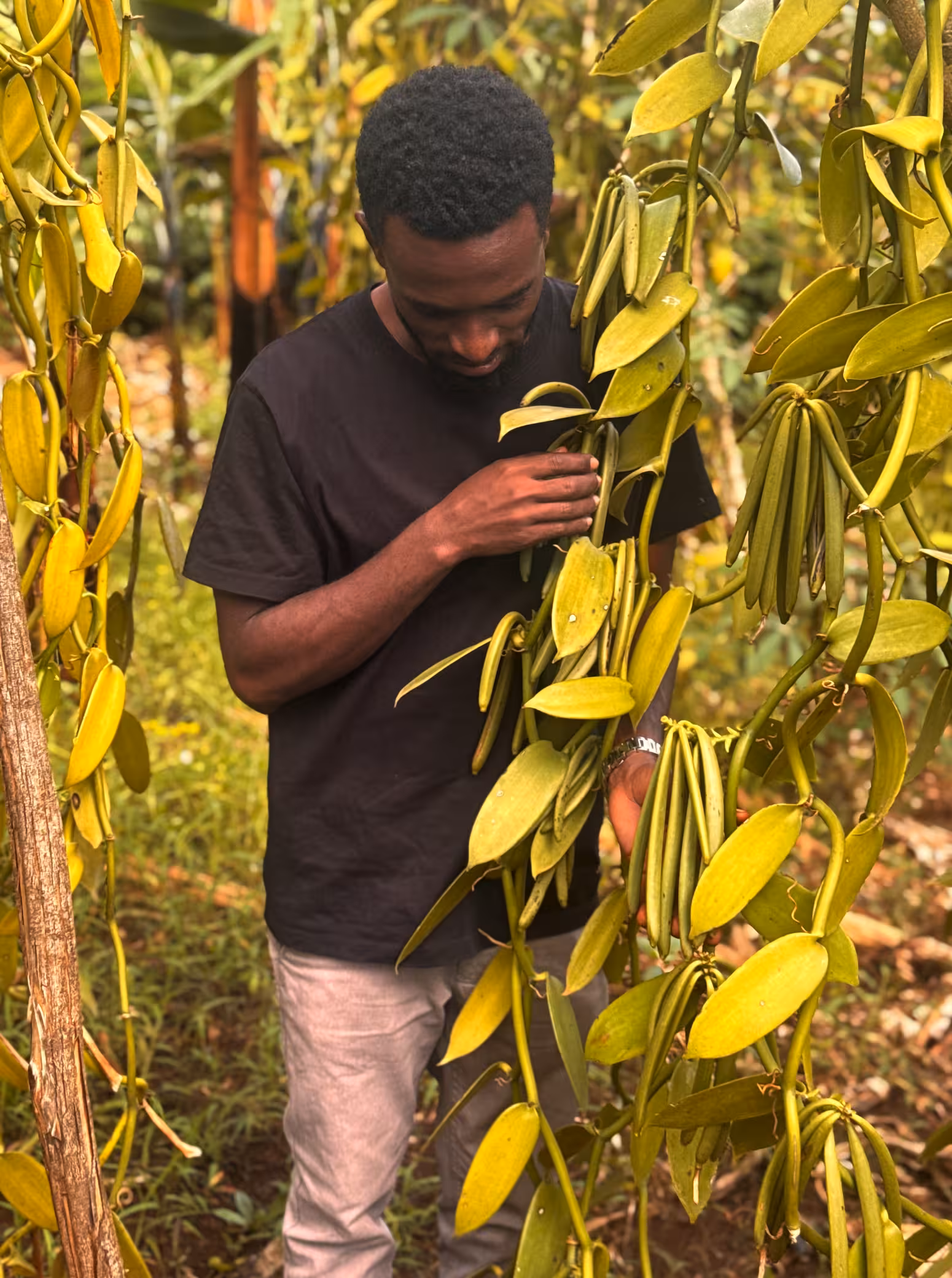 IK Food Uganda farmer inspecting vanilla vines